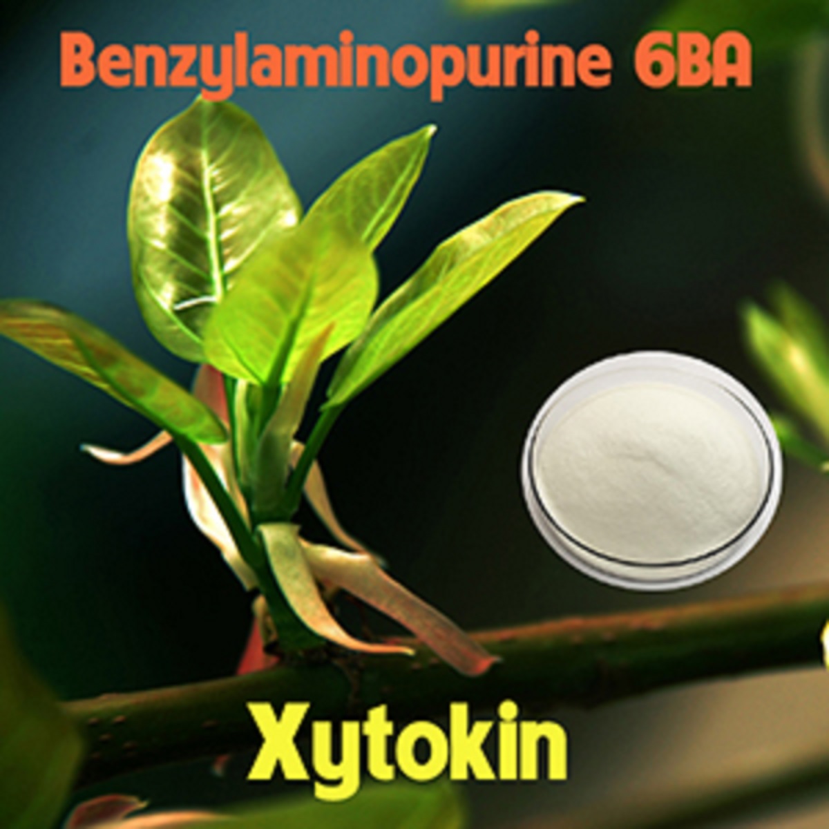 Cytokinin - 6BA 99% (Siêu kích chồi, bật búp) Gói 100gr