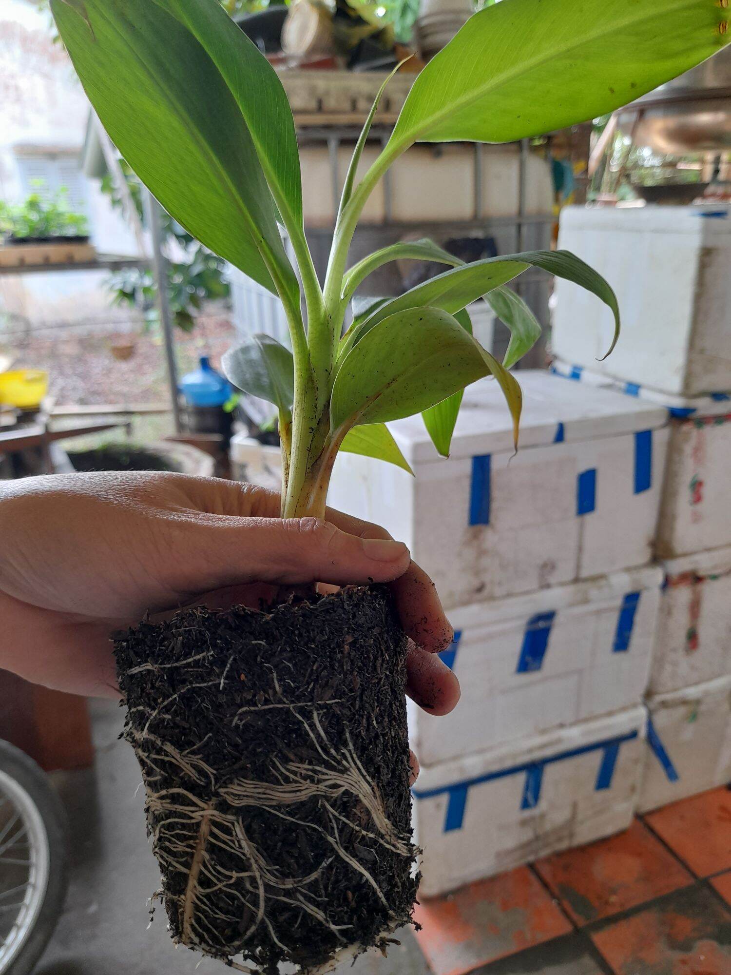 Chuối già LaBa (cây giống SaDec)