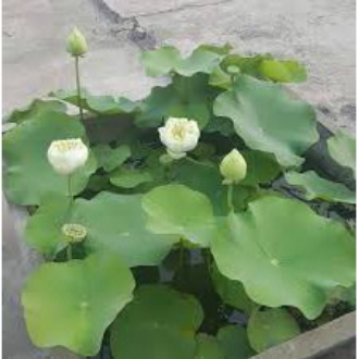 Hạt Giống Hoa Sen Trắng - 4 Hạt