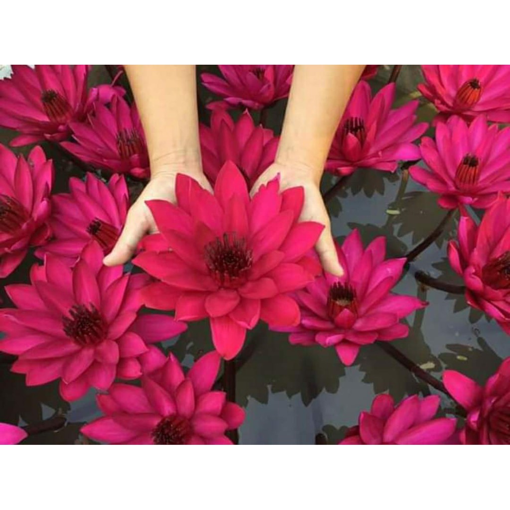 [ RẺ VÔ ĐỊCH] Hoa súng Mĩ dòng mới