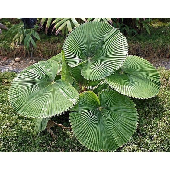 CÂY KÈ NHẬT (CÂY CỌ NHẬT ) - CÂY GIỐNG