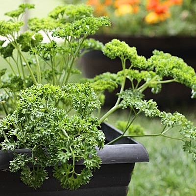 Parsley Seeds (Rado 940) 2gr package