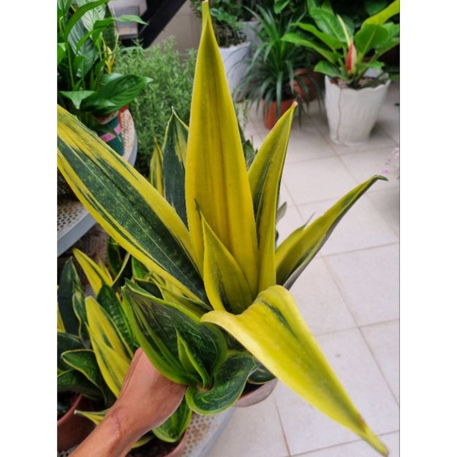 Lưỡi hổ hoàng kim - chậu nhiều thân