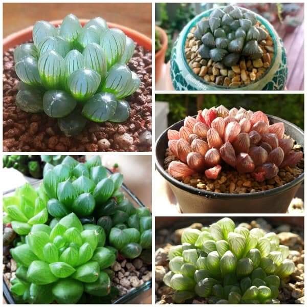 Hạt giống  sen đá kim cương ( sen đá ngọc 200 hạt )