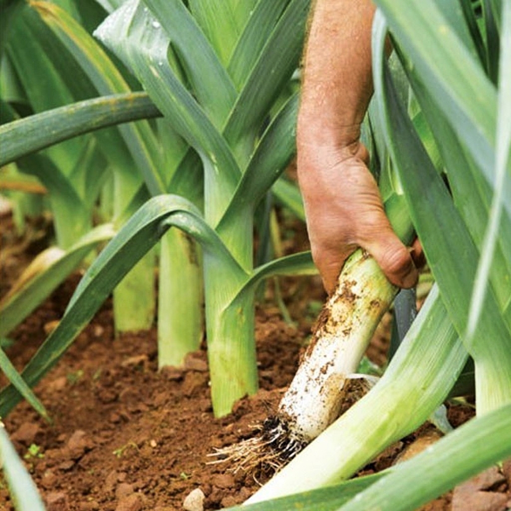Poireau (Leek) Seeds (Rado 642) 1gr Package