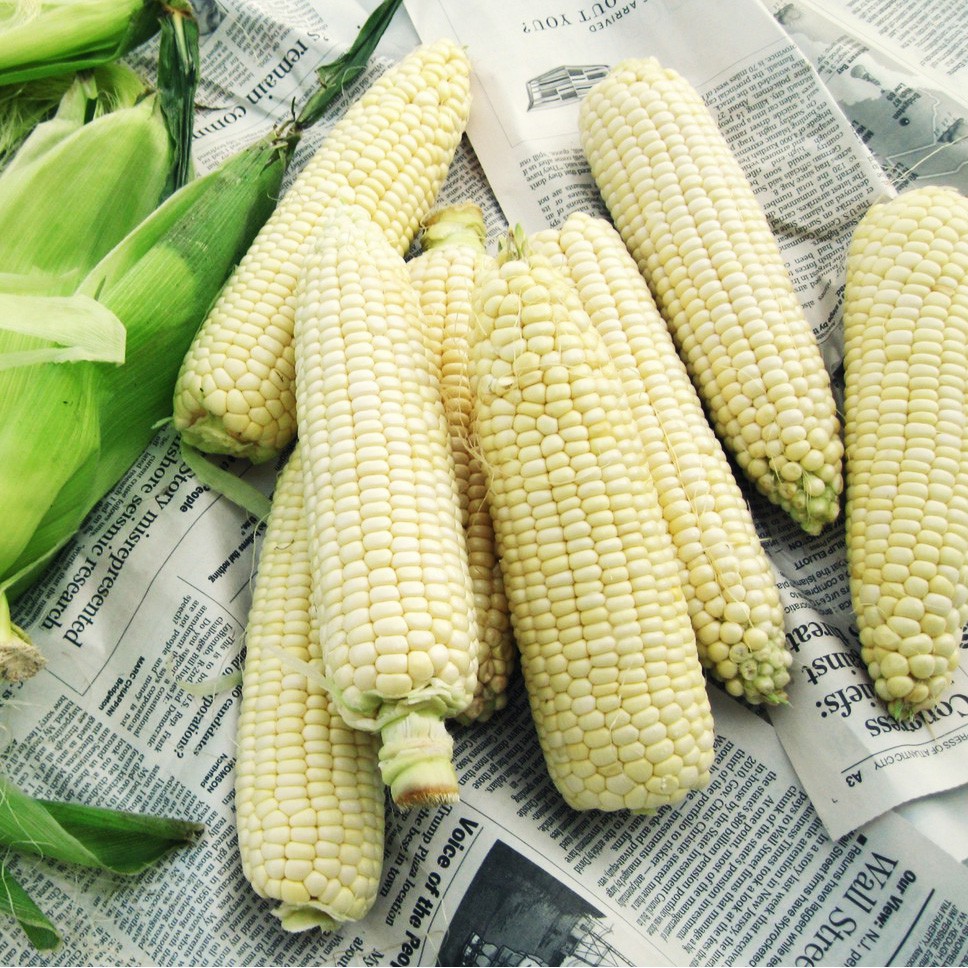 Hạt giống bắp nếp nù gói 1 ký
