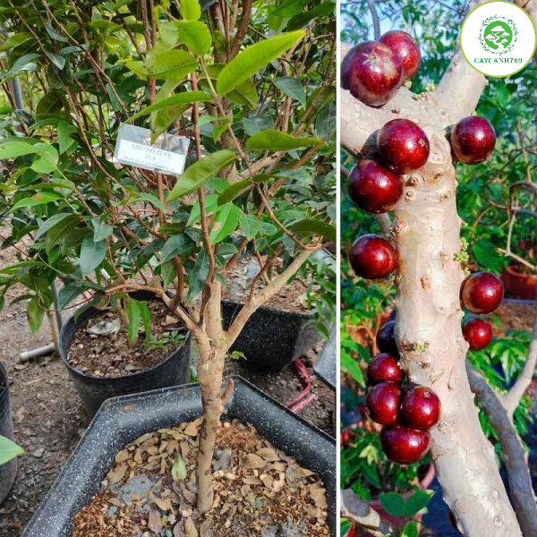Cây Nho thân gỗ 12 vụ ra trái quanh năm cao 50cm