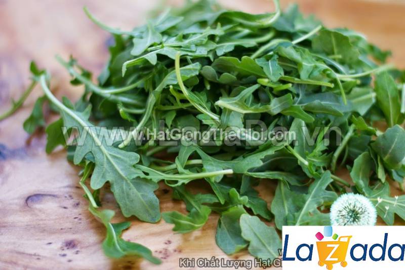 1000h Hạt Giống Arugula Rocket Lá Chẻ Pro (B1.303| C19*W50*M248)