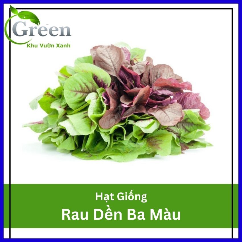 Hạt Giống Rau Dền Ba Màu 20 Gam