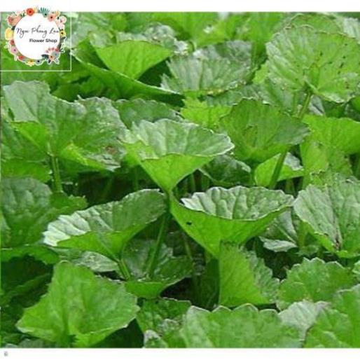 Giống Rau Má - Gói 1 Gram