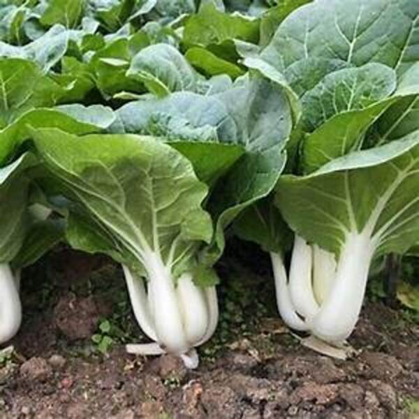 Cải bẹ trắng – hạt giống hóa nông – gói 10gr