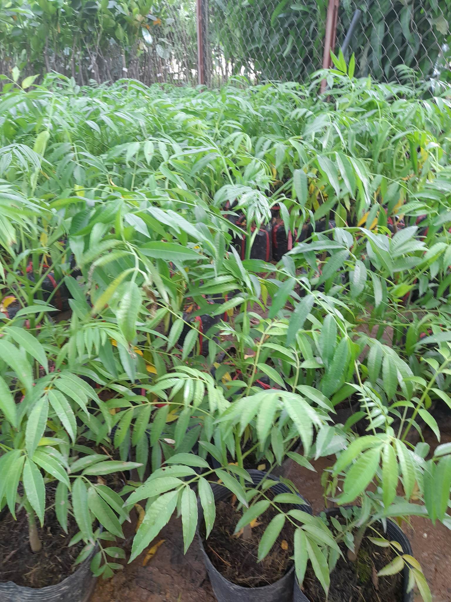 Giống Cóc Thái cây ăn quả độc đáo+Tặng kèm phân bón