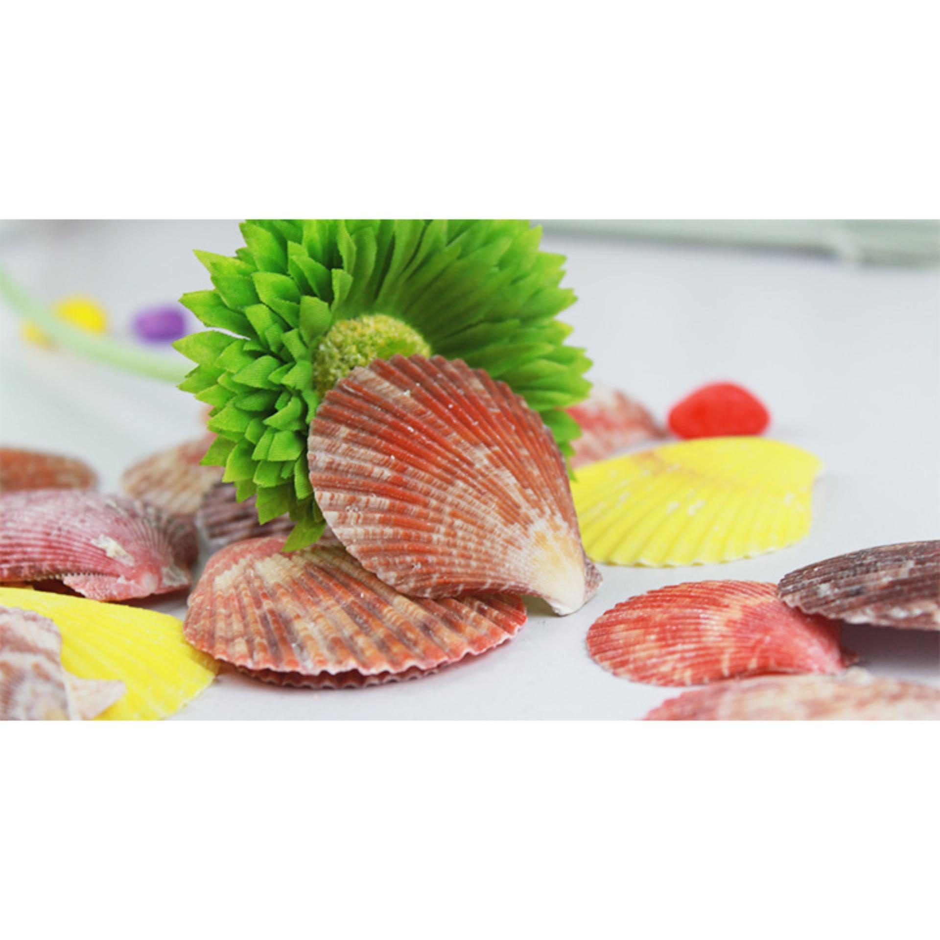 Vỏ sò điệp màu (10 con)