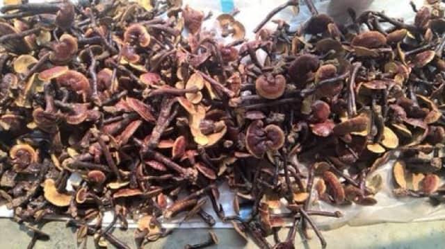 nấm lim xanh 100g
