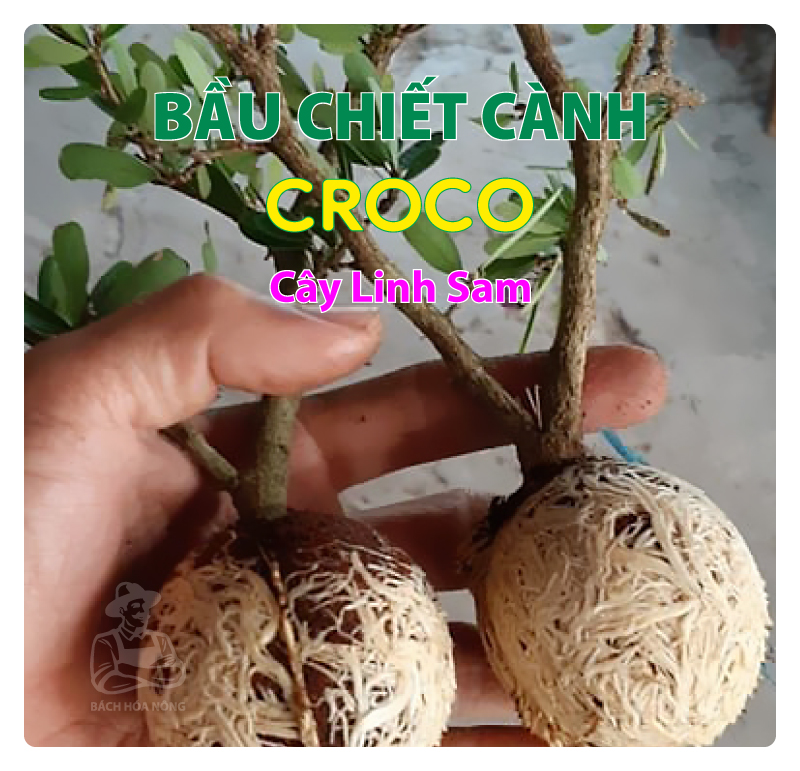 [HCM]Combo 3 Bầu chiết cành Croco - Size S (5cm), Màu Đen