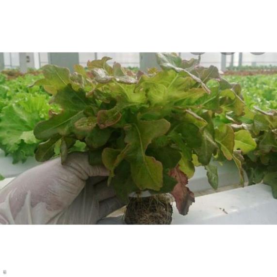 Hạt giống xà lách sồi đỏ Oakleaf - gói 2 gram