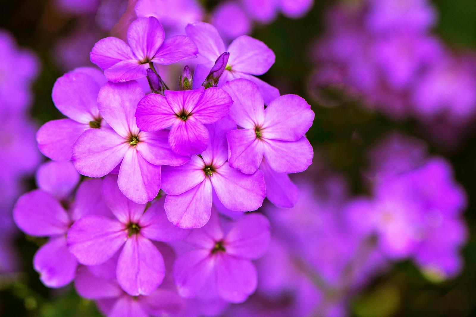 [Mới] - Hạt giống hoa violet  giá rẻ