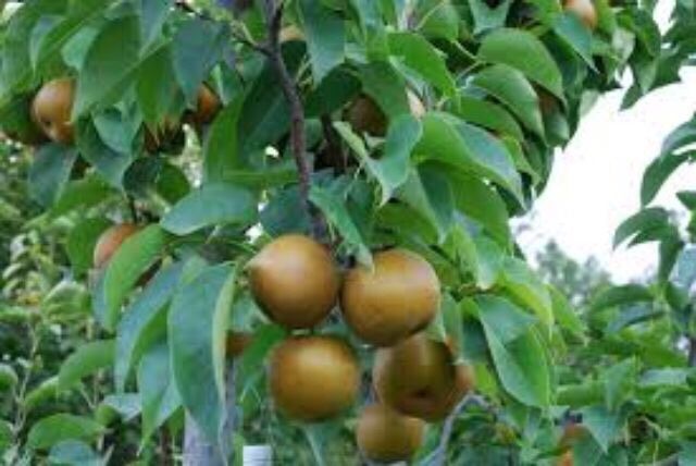 Cây Lê Nâu Hàn Quốc(Mắc Cọp)