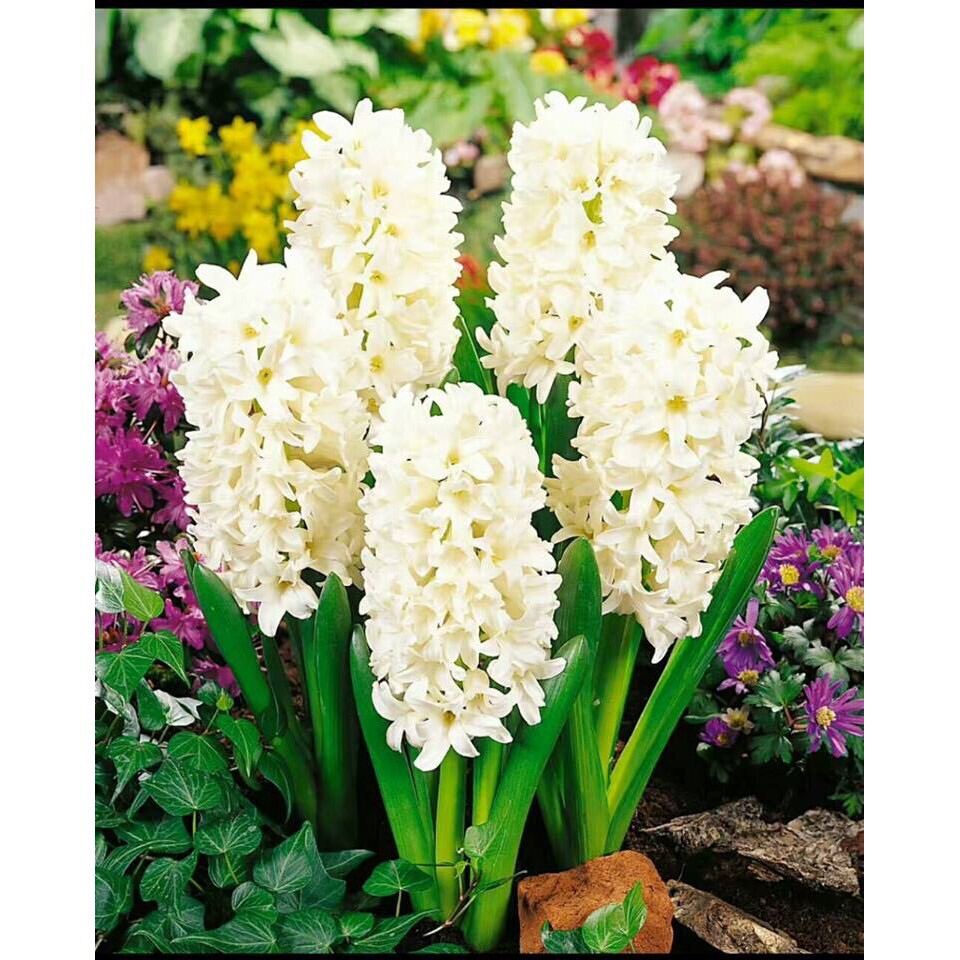 Củ hoa tiên ông giá sỉ 7k(set 5 củ)