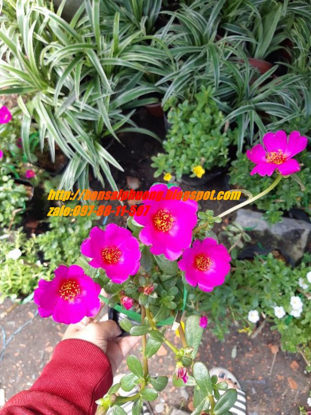 combo 3 chậu hoa 10 giờ THÁI - VIỆT - MỸ
