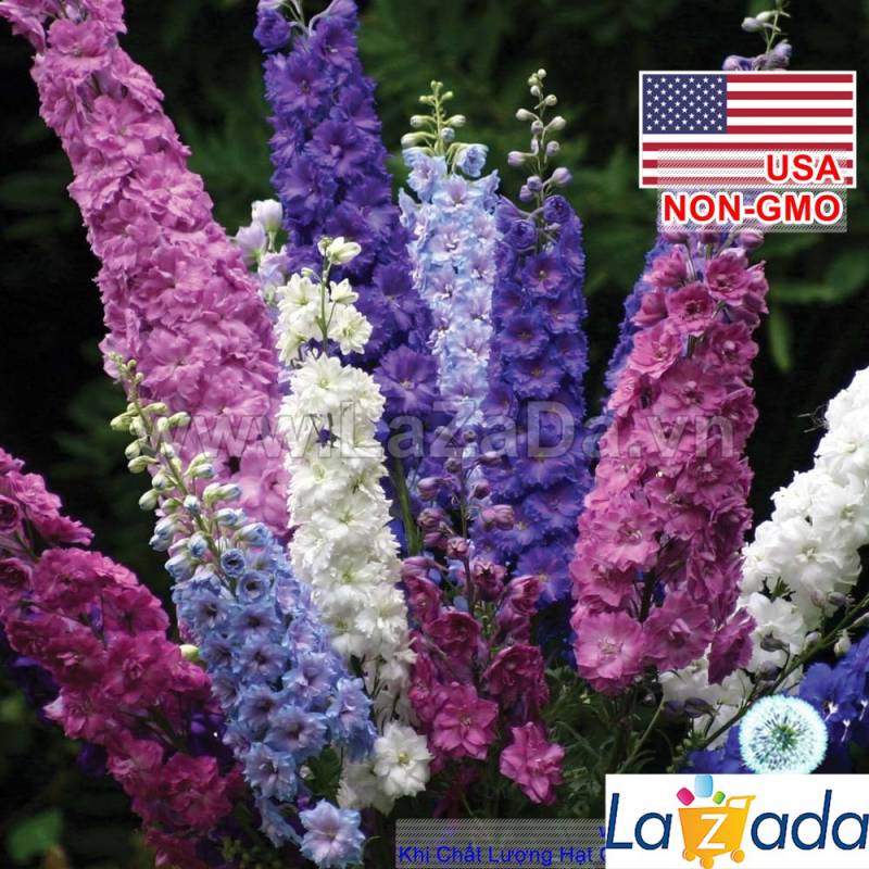 50h Hạt Giống Hoa Phi Yến Mix Màu (TLB3| -KD: B15*V45*M177)