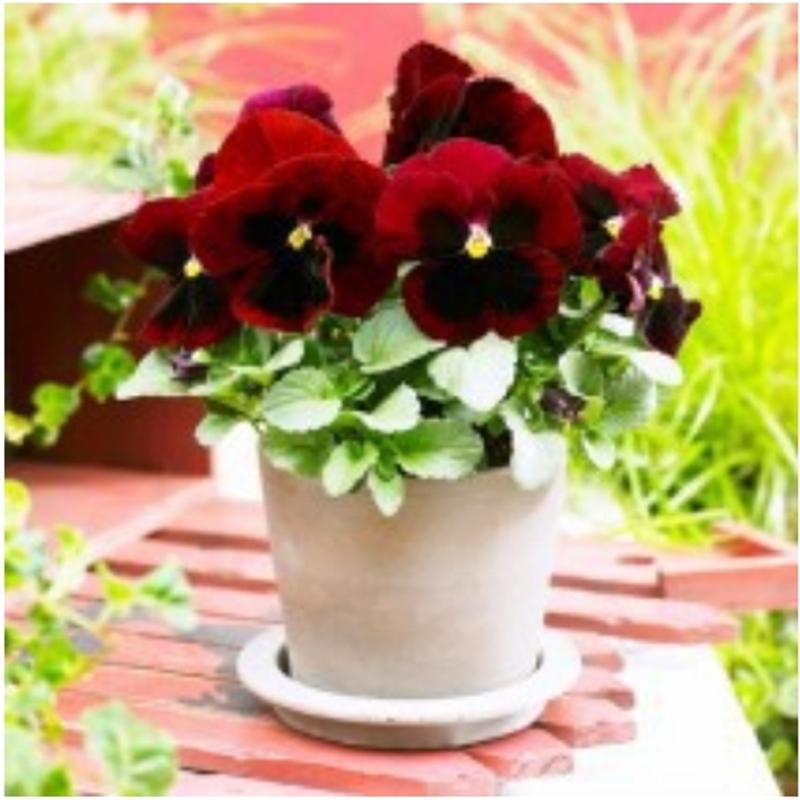 Hạt giống hoa Viola đỏ