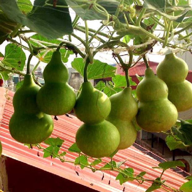 Hạt giống bầu hồ lô leo dàn(gói 5 hạt)