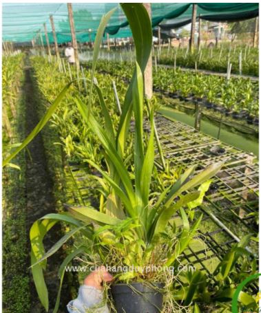 Hoa lan Vũ nữ Mật ngọt hoa thơm - Chơi tết