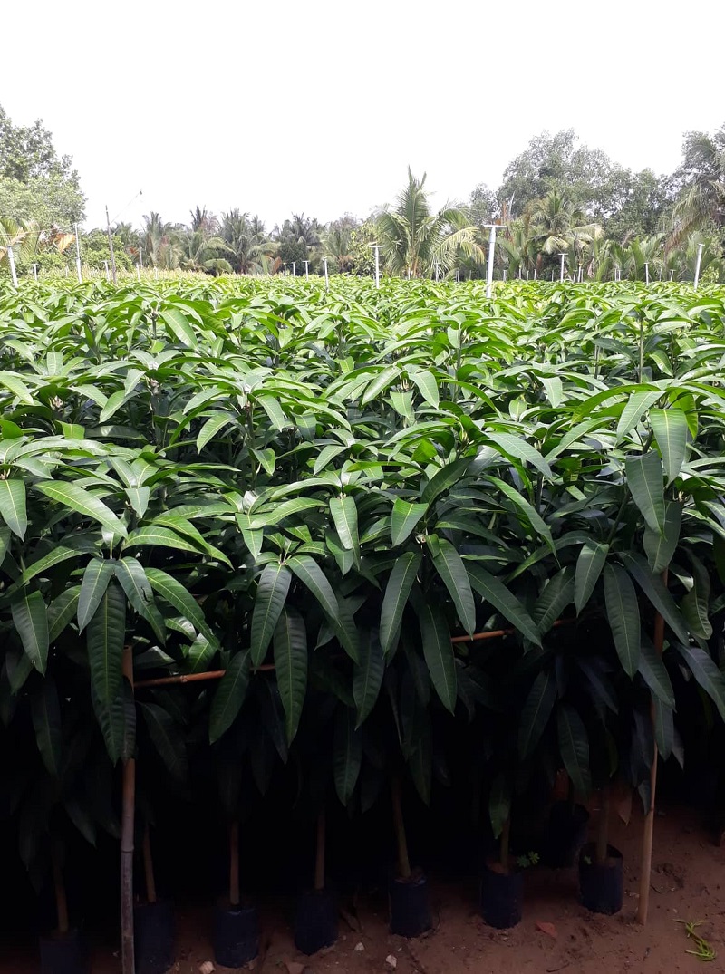 CÂY GIỐNG XOÀI THÁI HẠT LÉP CƠM DÀY