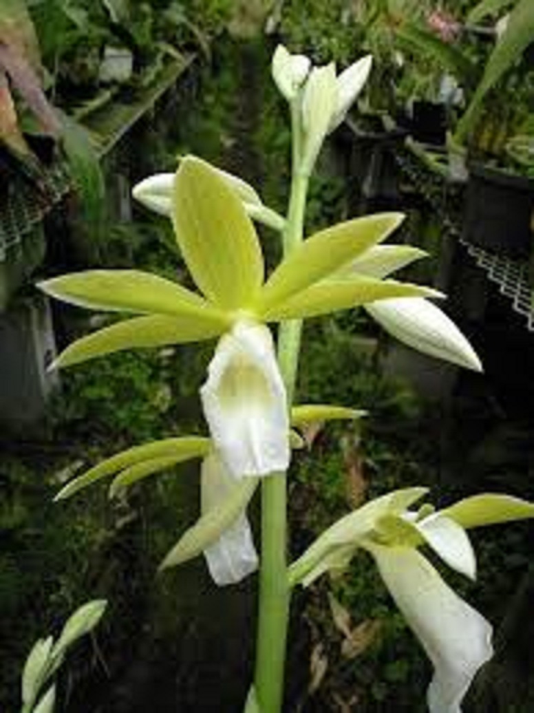 1 khóm địa lan hạc đỉnh trắng viền hồng tây bắc