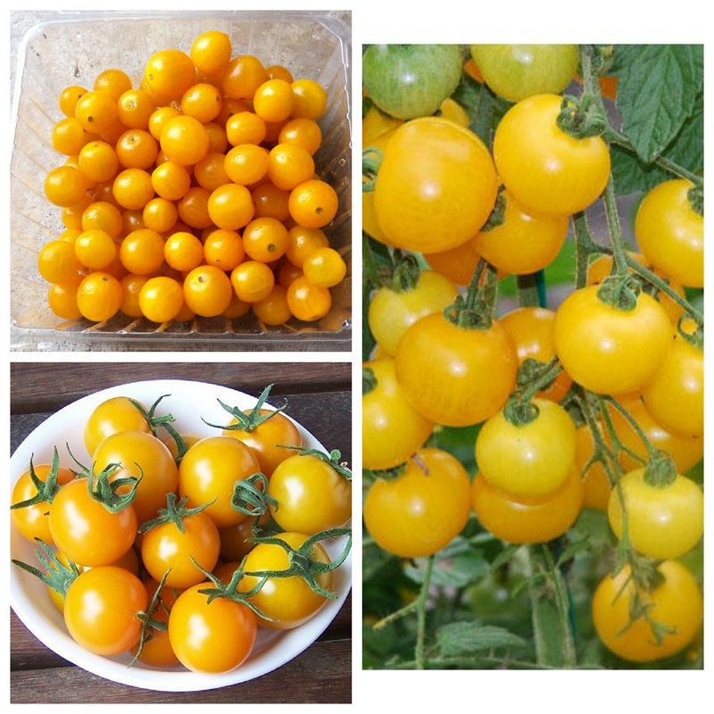 Hạt giống cà chua bi vàng