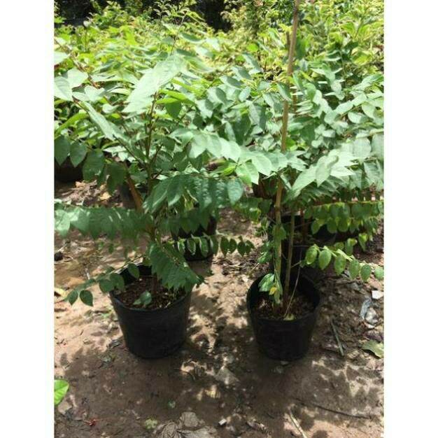 XTRA Cây chùm ruột thái trái ngọt