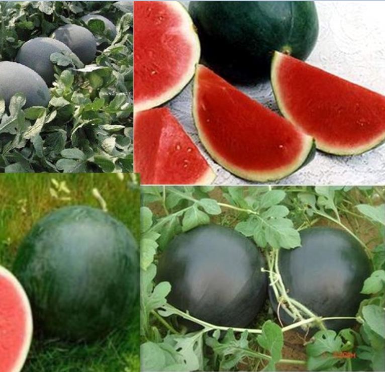 Hạt giống dưa hấu đỏ không hạt của Thái Lan ( 10 hạt )