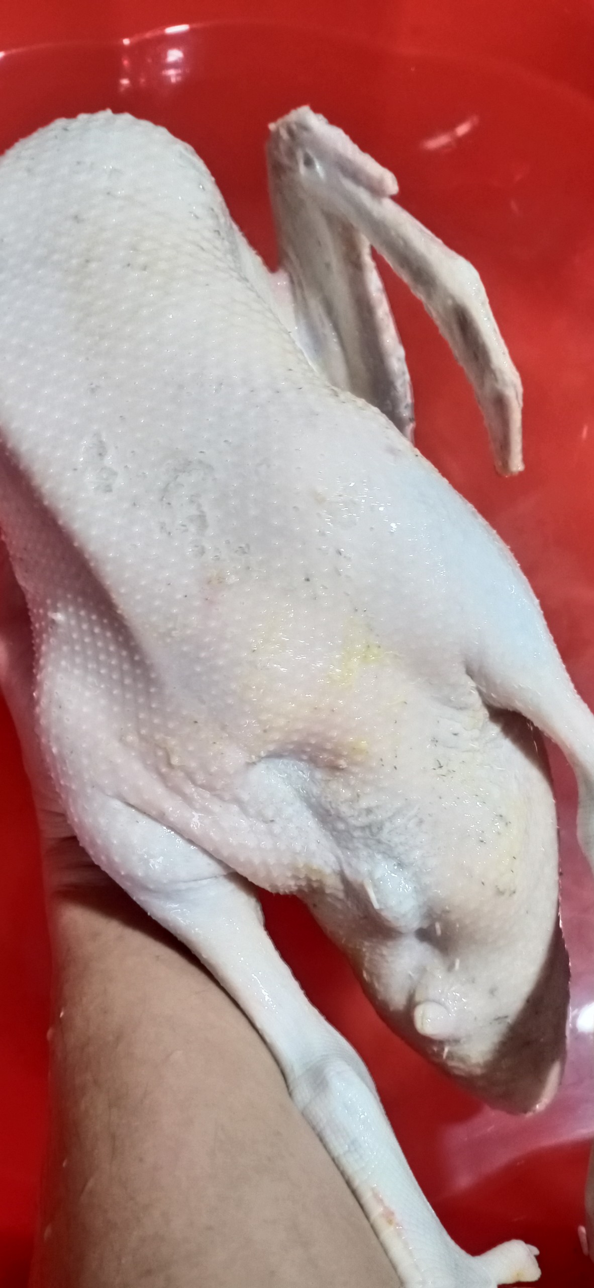Máy nhổ lông vịt