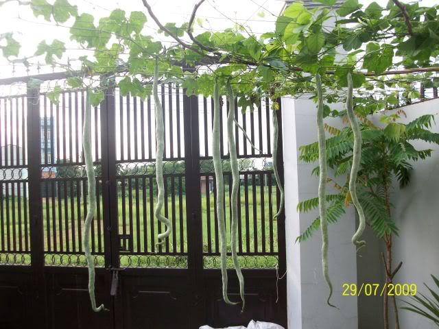 "Gói 5 Hạt " Hạt Giống Mướp Nhật(Mướp Rắn )
