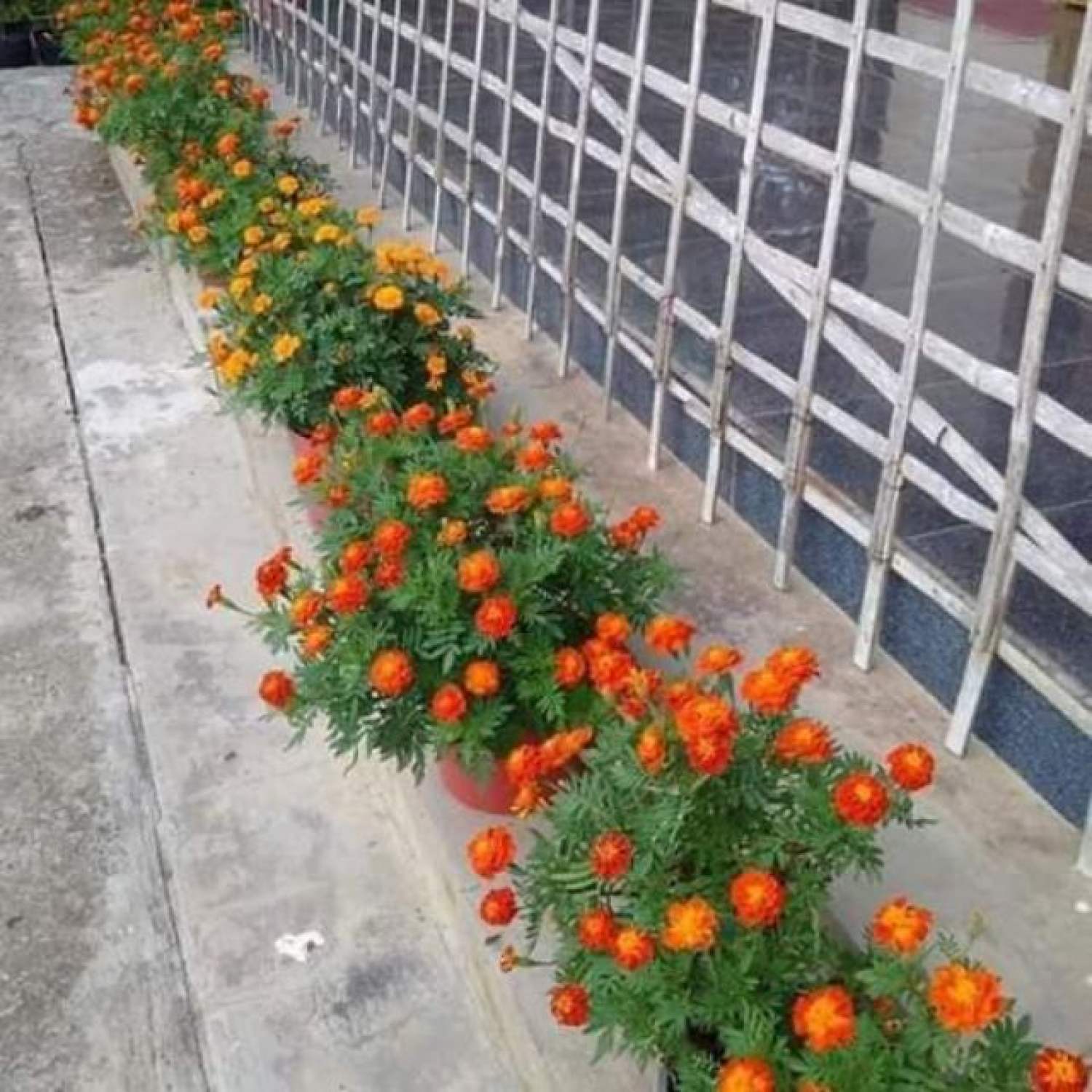 MA273 GÓI HẠT GIỐNG CÚC VẠN THỌ ONG LỬA gói 50 hạt