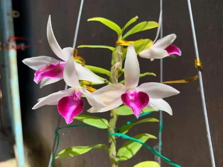 phi điệp bệt mủi trắng