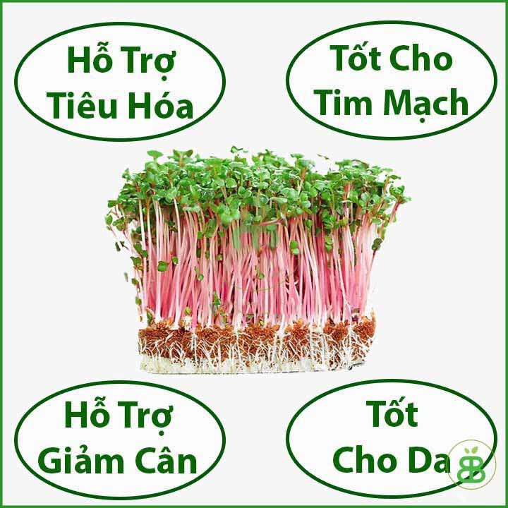 Hạt giống Rau Mầm Củ Cải Đỏ (20 gram)