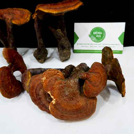 Nấm Lim Xanh Túi 500 Gram