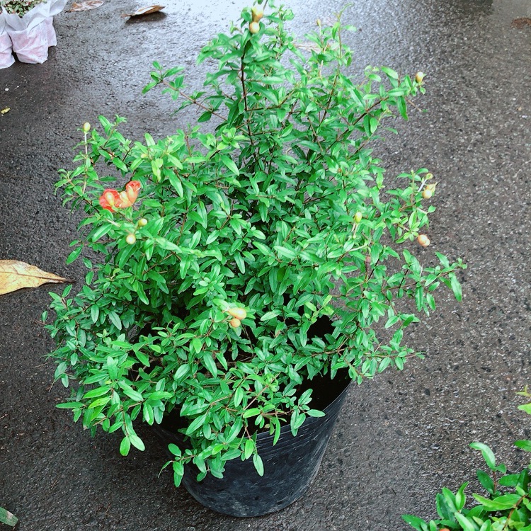 Cây Lựu Cho Sai Trái