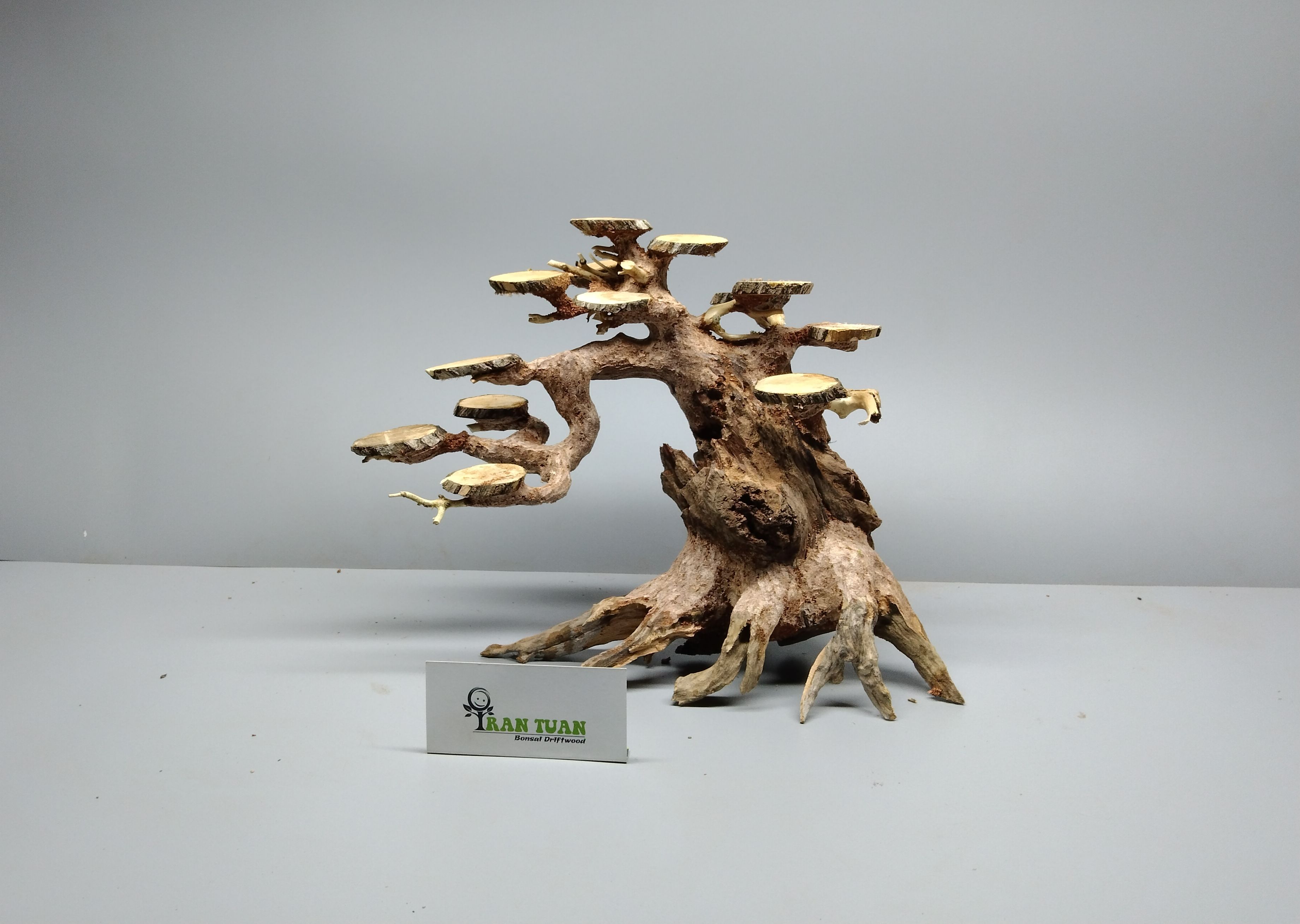 Cây gỗ Lũa bonsai cho hồ thủy sinh lát gỗ [ Cấy rêu lên phần lát gỗ, dùng cho hồ thủy sinh]