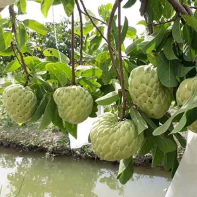 Cây na thái siêu trái