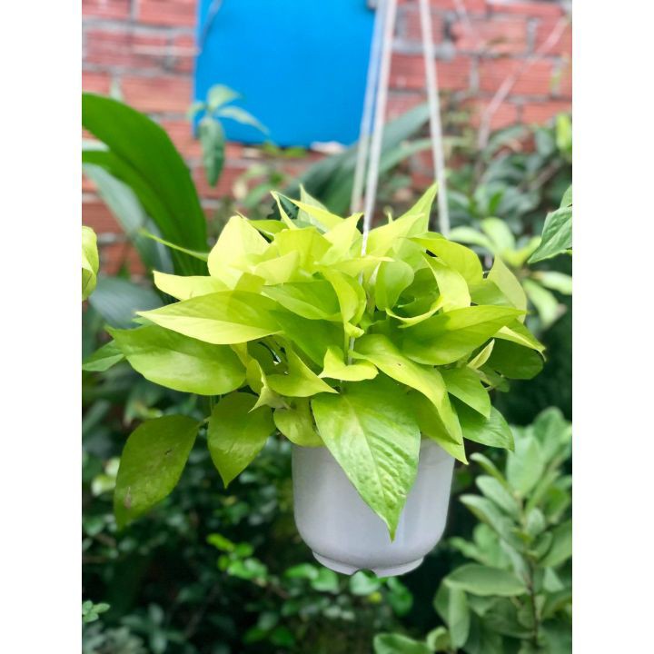Cây trầu bà vàng - Cây cảnh để bàn