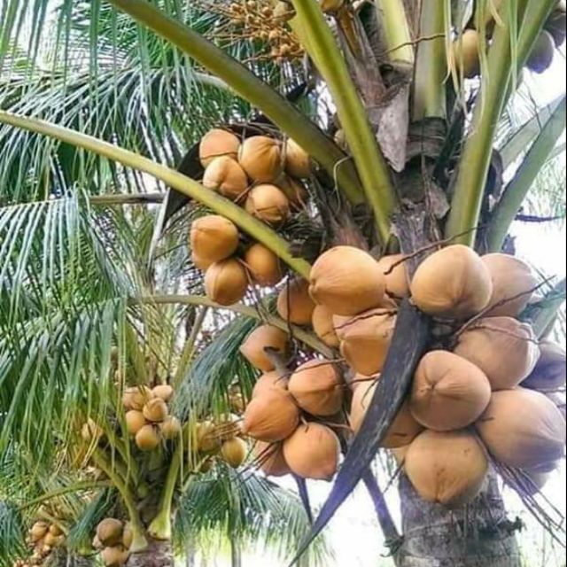 Cây giống dừa lùn ML