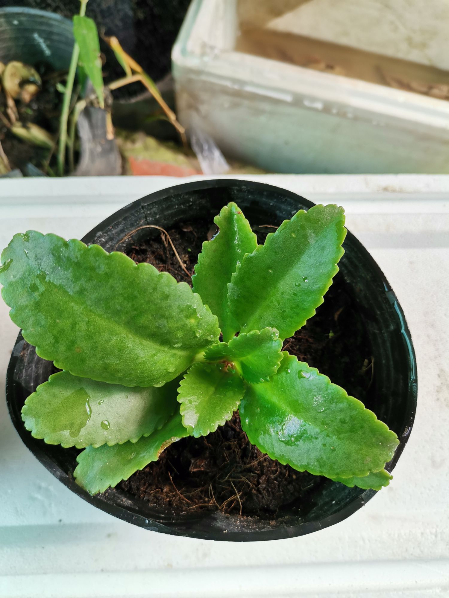 cây sống đời chuông