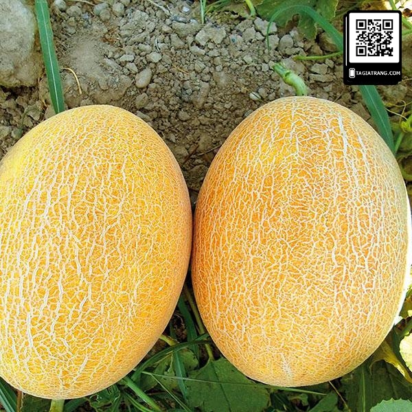 Hạt giống dưa lưới vàng