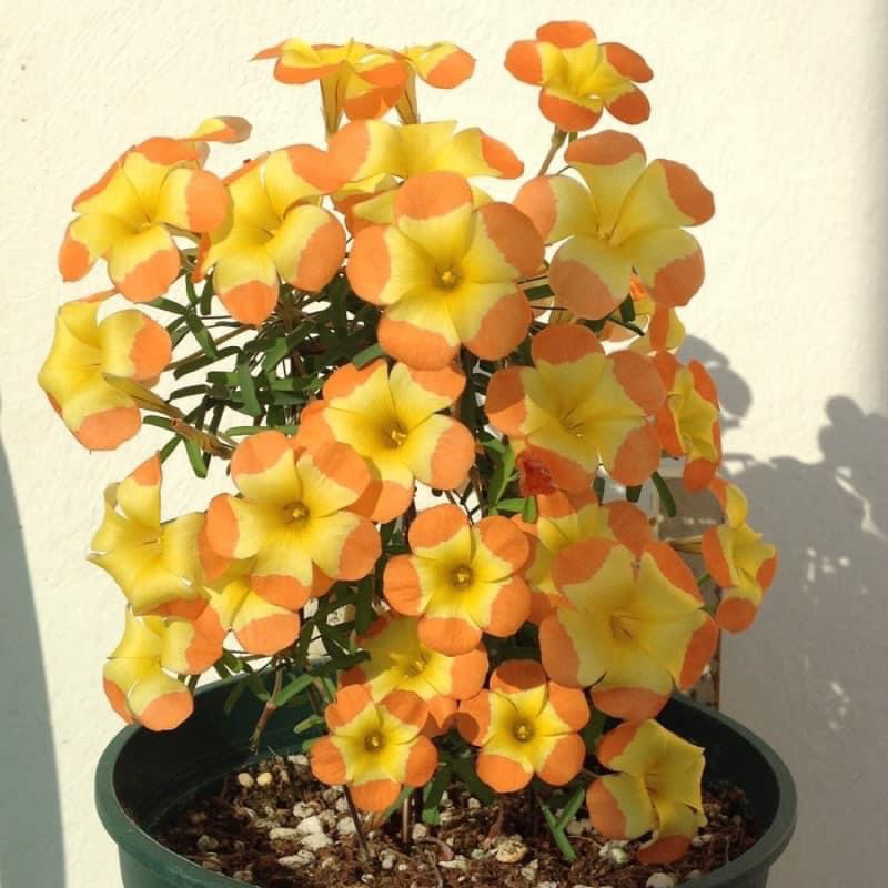 củ hoa oxalis dòng hoa sớm, thân mảnh mai