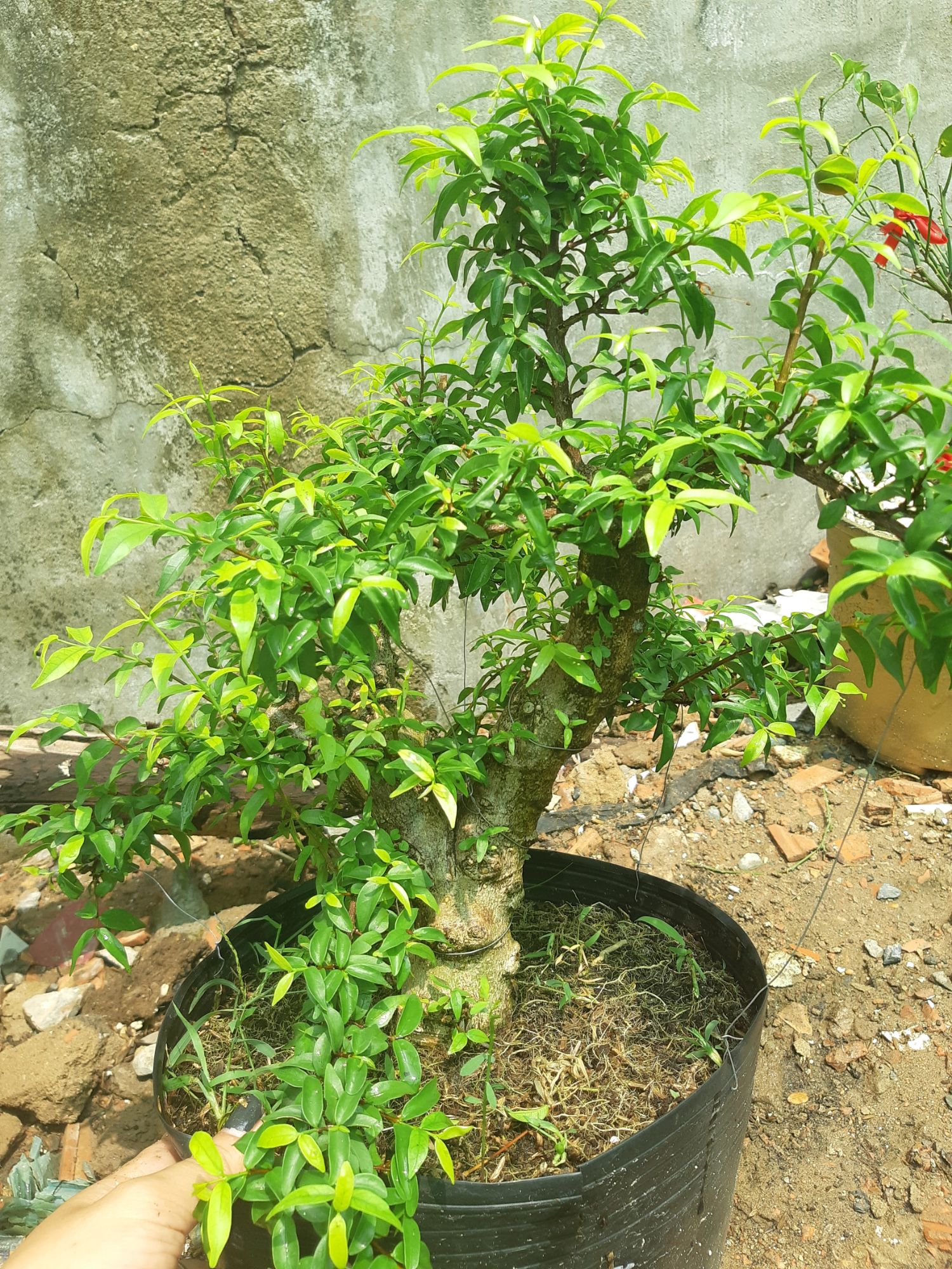 mai chiếu thủy gốc gân lớn