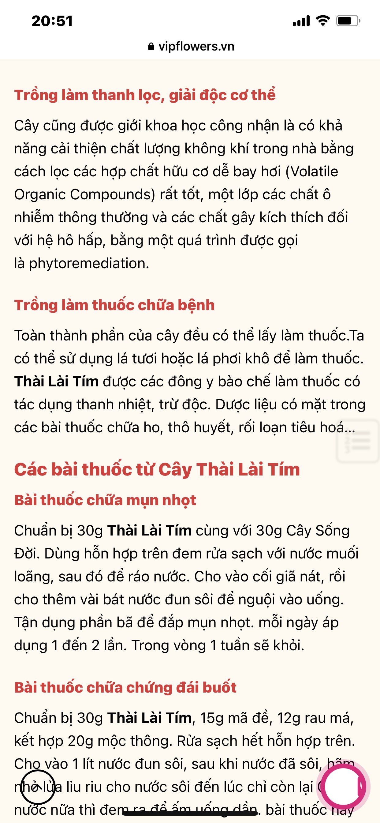 Cây Thài Lài tím (Cây Hồng Trai)