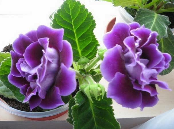 "Gói 5 Hạt " Hạt Giống Hoa Tử Lan Lan Mix Màu